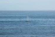 After a night at Buck Creek we saw some whales passing by from the mouth of the camp